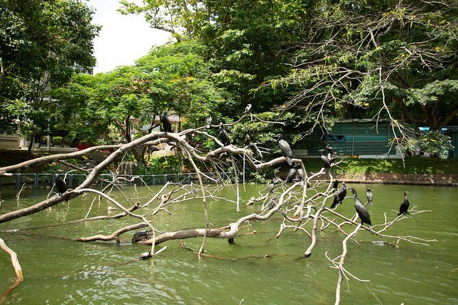 Kandy City Day Tour with a verified tour guide - What Sets This Tour Apart?