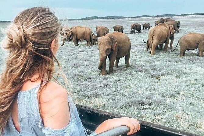 Kandy - Minneriya National park & Sigiriya Rock Fortress (Tours & Entrance fees) - Key Points