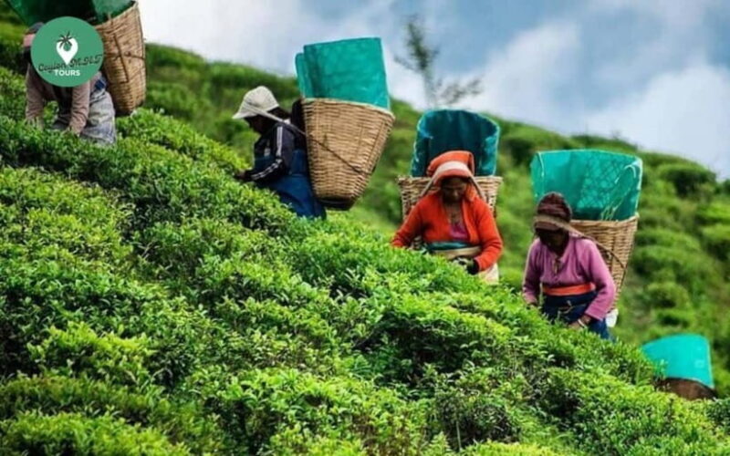 Kandy: Nuwara Eliya Day Explore by Tuk tuk with Local Guide - Key Points