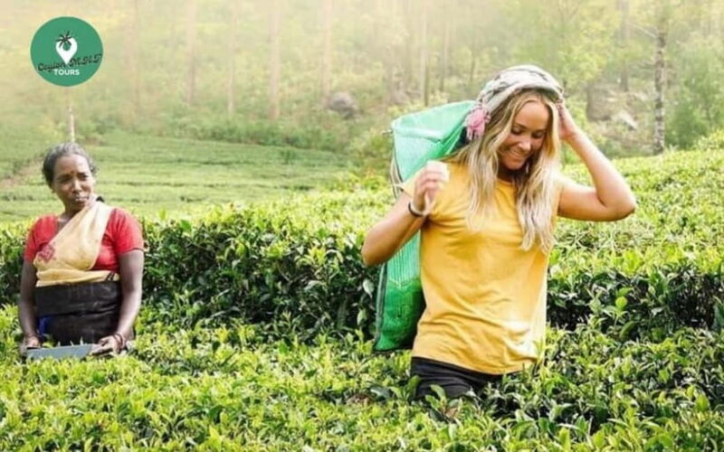 Kandy: Nuwara Eliya Day Explore by Tuk tuk with Local Guide - An In-Depth Look at the Tour Experience