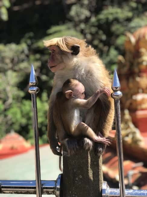 Kandy: Nuwara-Eliya Trip with Driver-Guide & Scenic Stops - The Value of this Experience