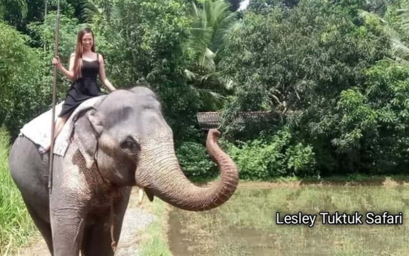 Kandy : Pinnawala Elephant Safari Tour with Kandy City Tour - A close look at the experience