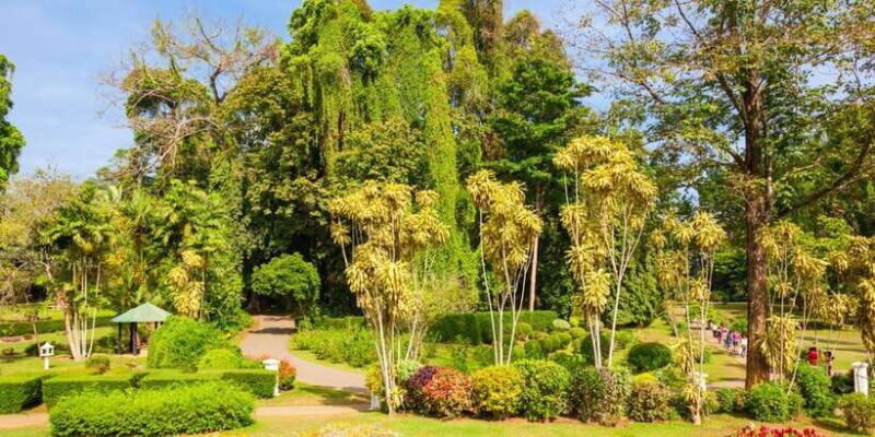 Kandy Pinnawala full day tour from Bentota and Kalutara - Key Points