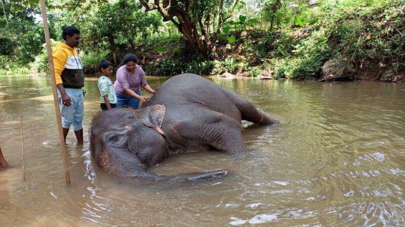 Kandy & Pinnawala & Tea Factory Full Day Tour From Negombo - FAQs