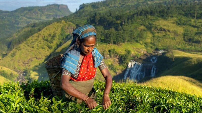 Kandy: Shanthipura and Nuwara Eliya - Authentic Experiences and Review Highlights