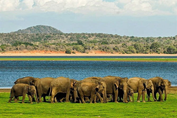 Kandy Sigiriya Rock and Village Safari Day Trip - Who Should Consider This Tour?