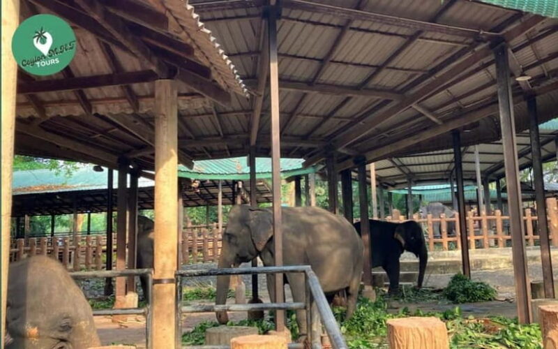 Kandy to Ambuluwawa Tower, Pinnawala, Full Day Tour - The Sum Up