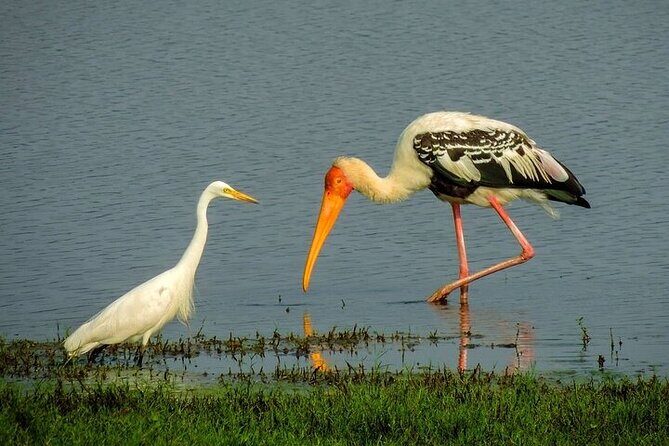 Kandy to Anuradhapura Shuttle & Safari Drive - Final Thoughts: Is This Realistically Worth It?