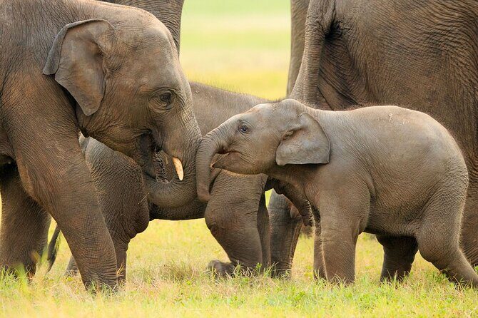 Kandy to Anuradhapura Shuttle & Safari Drive - FAQs