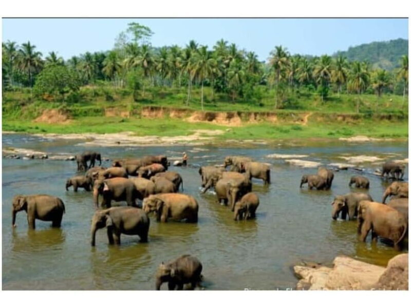 Kandy to Pinnawala Guided Day Tours by Local - Key Points