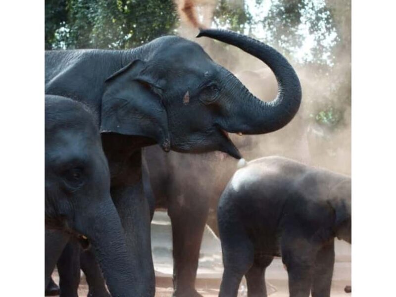 Kandy to Pinnawala Orphanage and Ambuluwawa Guided Day Tours - Final Thoughts