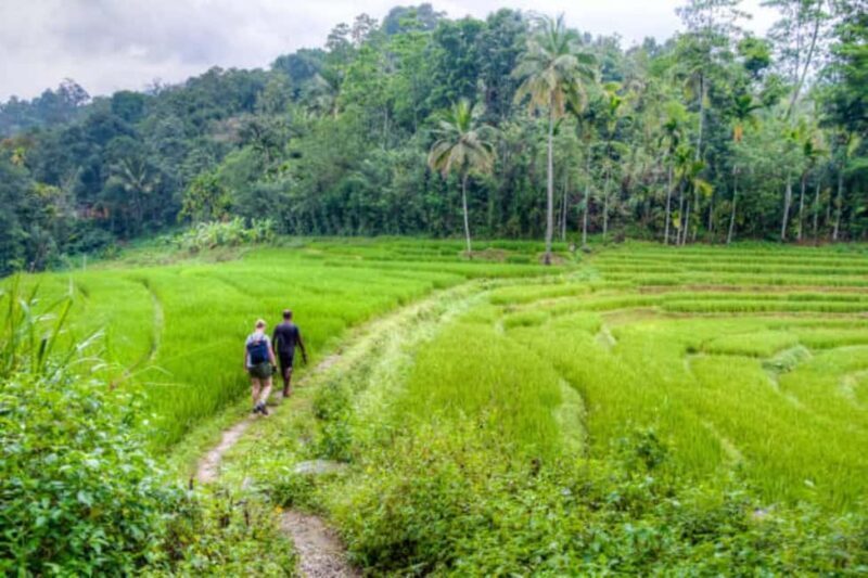 Kandy: Traditional Village Tour with Authentic Experience - Who Should Take This Tour?