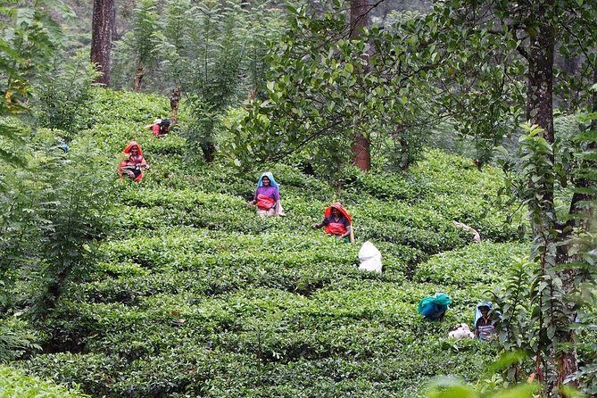 kandy waterfalls day tour - Why Choose the Kandy Waterfalls Day Tour?