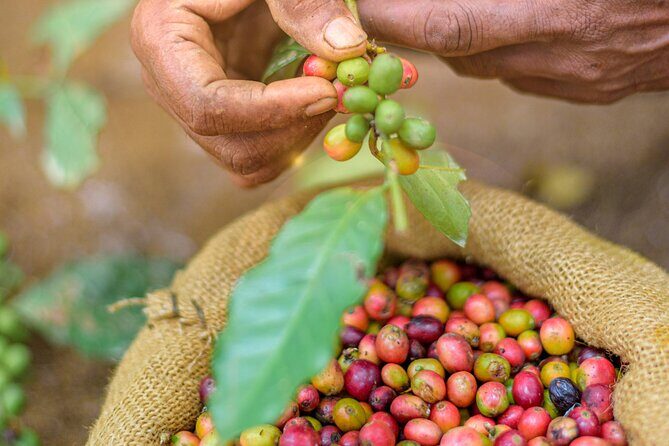 Kandy Yahalatenna Walking Coffee Class Activity - Exploring the Kandy Yahalatenna Walking Coffee Class Activity