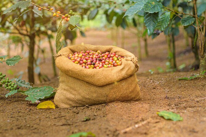 Kandy Yahalatenna Walking Coffee Class Activity - Key Points