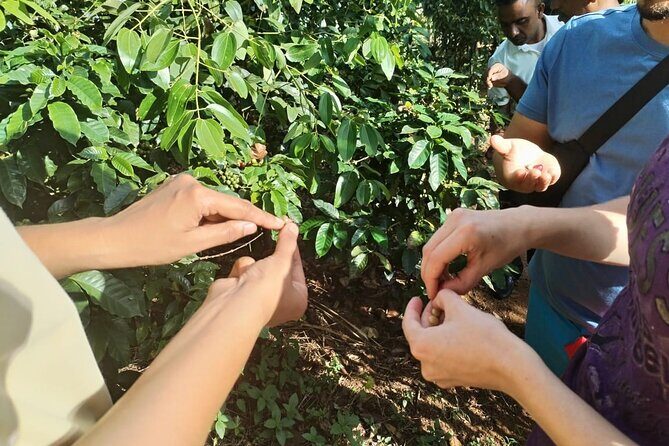 Kandy Yahalatenna Walking Coffee Class Activity - What Past Participants Say