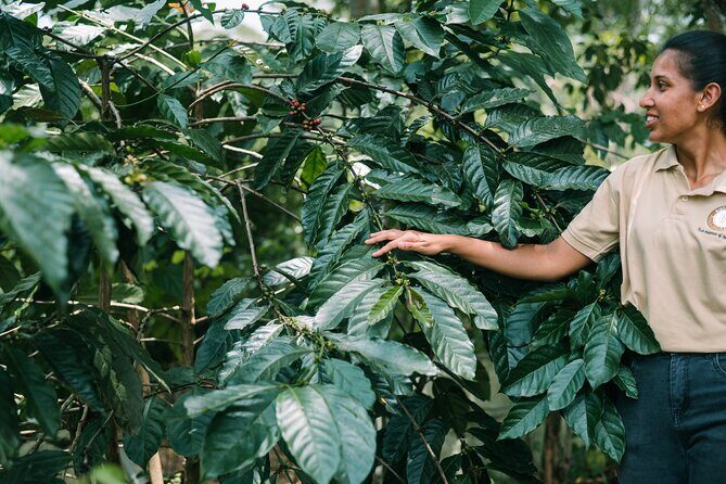 Kandy Yahalatenna Walking Coffee Class Activity - Frequently Asked Questions