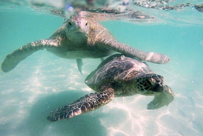 Kaneohe Sandbar Snorkeling Tour - 1st Tour - Who Is This Tour Perfect For?