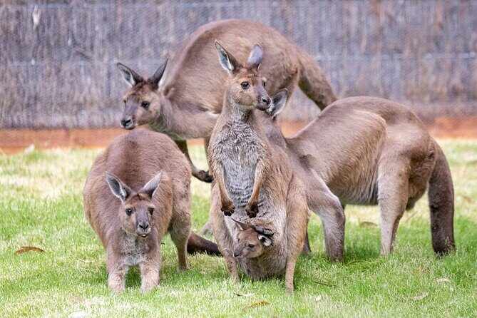 Kangaroo Experience at Healesville Sanctuary - excl. entry - Final Thoughts
