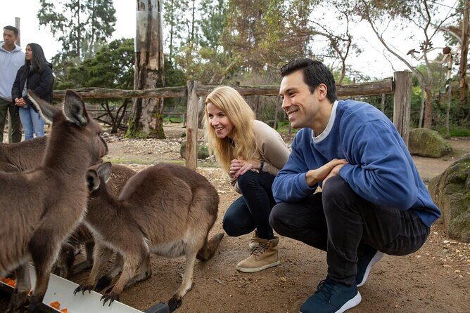 Kangaroo Experience at Melbourne Zoo - excl. entry - An Authentic Encounter with Kangaroos at Melbourne Zoo