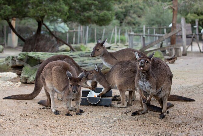 Kangaroo Experience at Melbourne Zoo - excl. entry - Key Points