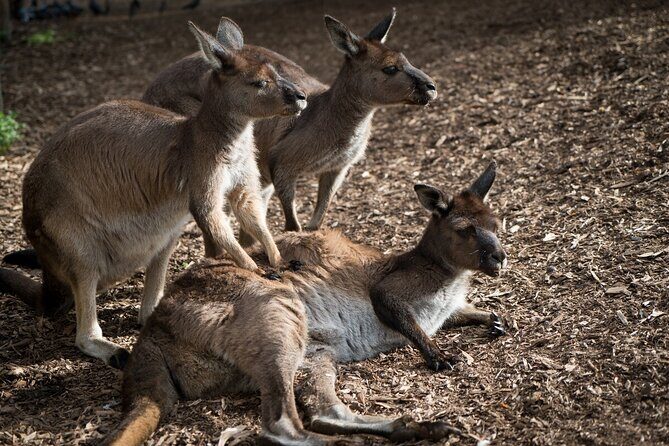Kangaroo Experience at Melbourne Zoo - excl. entry - FAQ