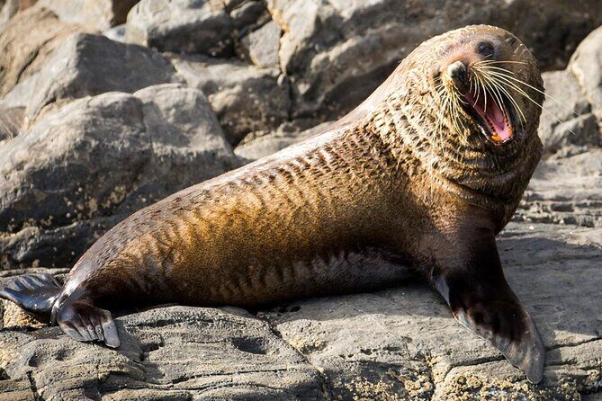 Kangaroo Island 75-Minute Coastal Safari - Final Thoughts