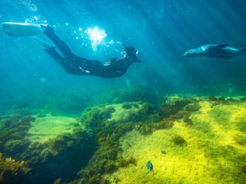 Kangaroo Island: Dolphin, Seal, and Swimming Boat Tour - Key Points