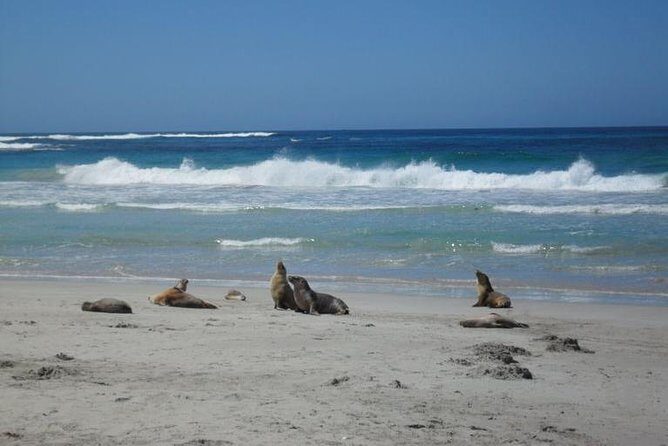 Kangaroo Island in a Day Tour from Adelaide - A Deep Dive into the Experience