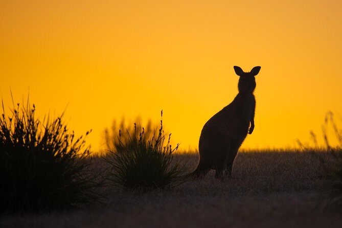 Kangaroo Island Luxury Small Group 'Flinders Chase Focus' Full Day Tour - Final Thoughts: Is It Worth It?