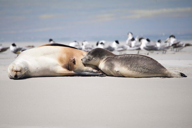 Kangaroo Island Luxury Small Group 'Island Life' Full Day Tour - Exploring Kangaroo Island: A Practical, Authentic Day Out