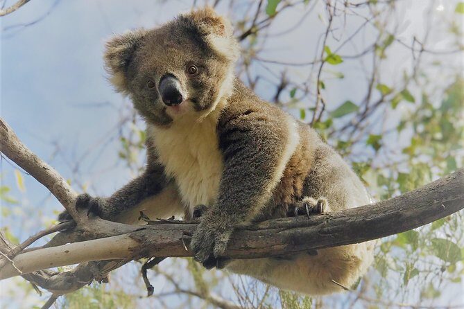 Kangaroo Island Scenic Nature and Wildlife Day Tour - In-Depth Review of the Kangaroo Island Scenic Nature and Wildlife Day Tour