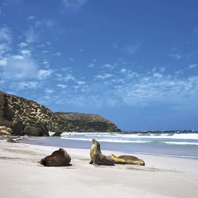 Kangaroo Island: Scenic, Nature & Wildlife Tour - Final Thoughts