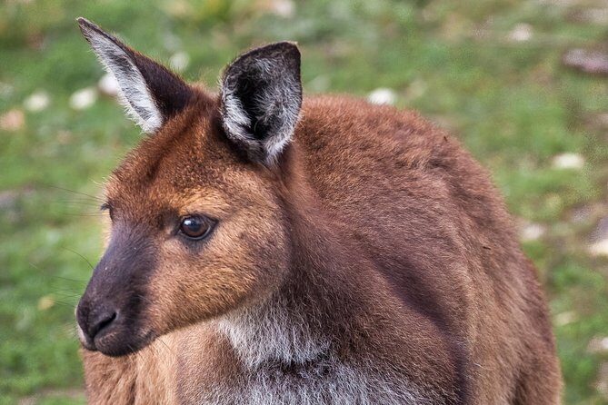 Kangaroo Island Shore Excursion Scenic Trail Tour - The Value of the Tour