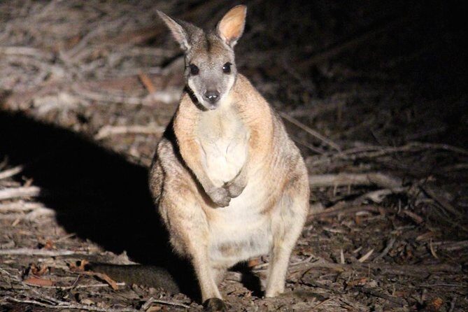 Kangaroo Island Shore Excursion Tasting Tour - For Cruise Ship Passengers Only - Who Should Book This Tour?