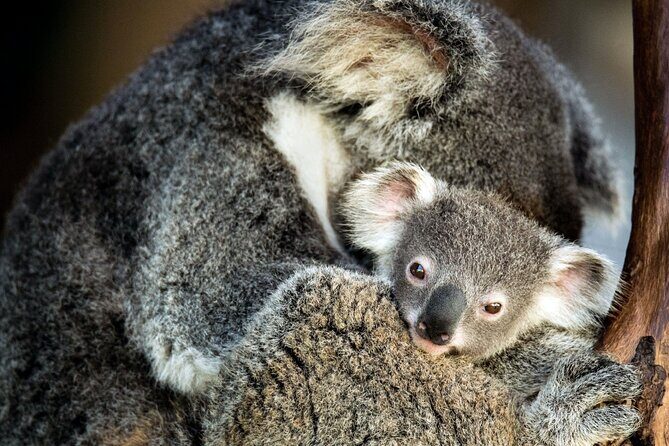 Kangaroos and Koala Experience Tour - Final Thoughts