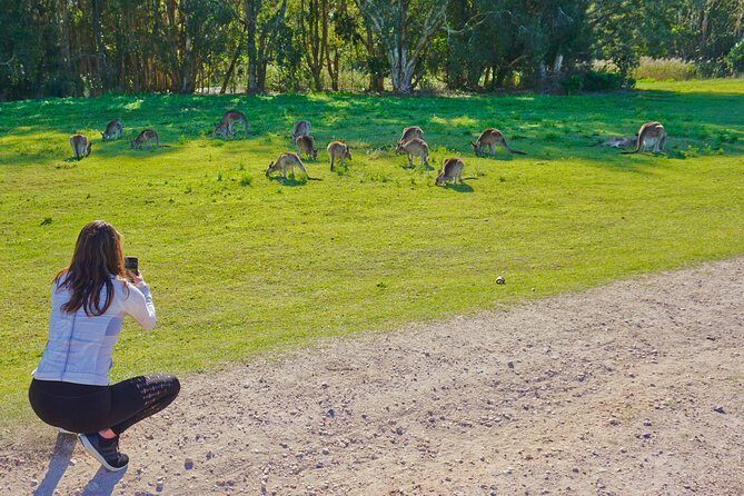 Kangaroos & Koalas in the Wild - Private Nature Experience - Transportation and Practical Details