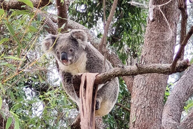 Kangaroos & Koalas in the Wild - Private Nature Experience - Pricing and Value