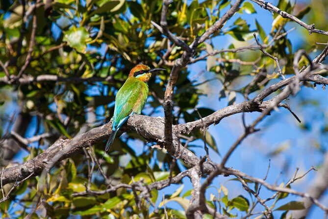Kangaroos, mangroves and the ocean - Exploring Brisbane’s Coasts and Wildlife: A Detailed Review of the Kangaroos, Mangroves, and the Ocean Tour