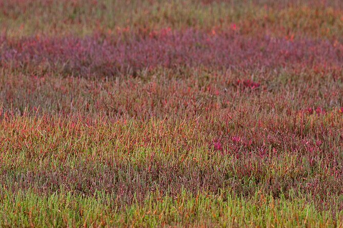 Kangaroos, mangroves and the ocean - Who Should Consider This Tour?