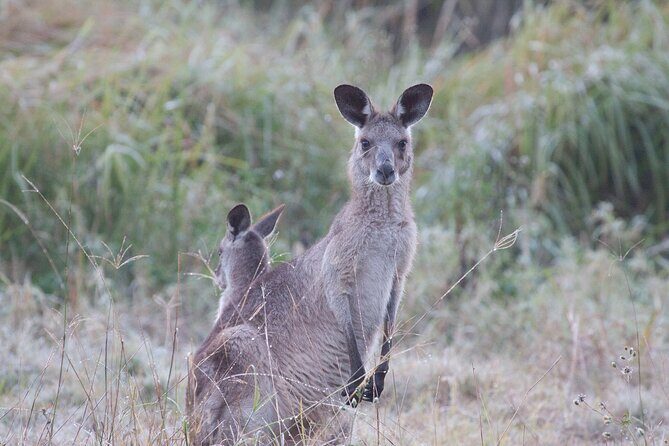 Kangaroos, mangroves and the ocean - Final Thoughts