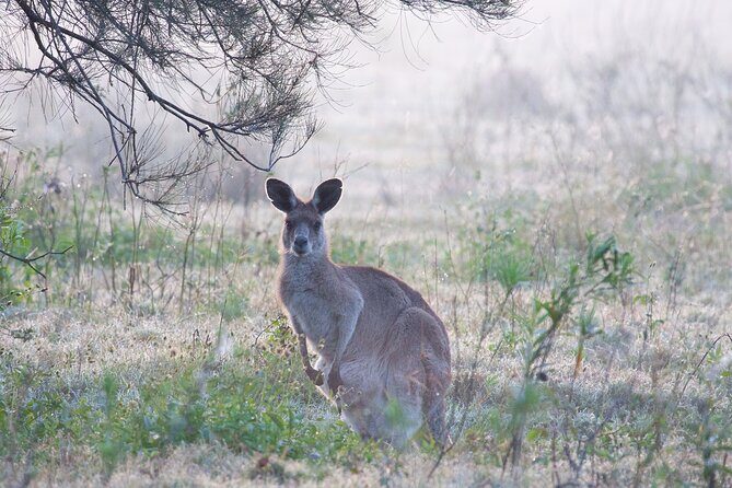 Kangaroos, mangroves and the ocean - FAQ