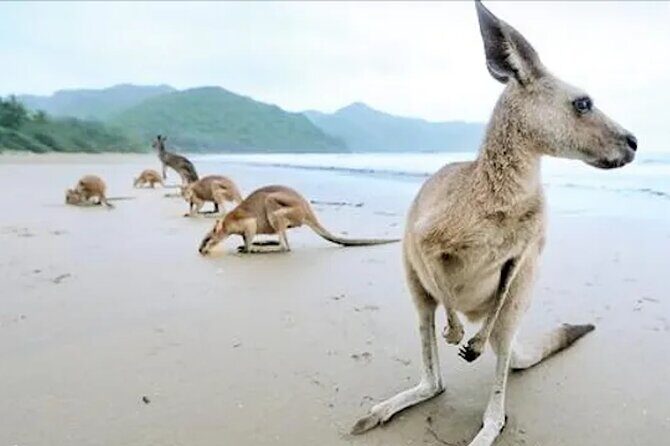 Kangaroos on the Beach Full-Day Private Tour Departing Mackay - Key Points
