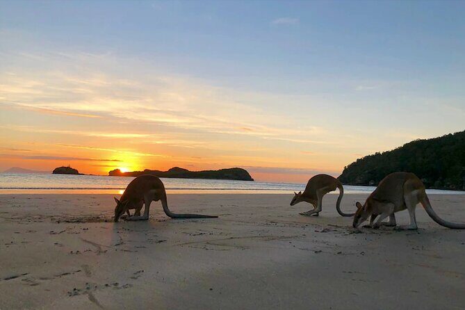 Kangaroos on the Beach Full-Day Private Tour Departing Mackay - What Travelers Can Expect