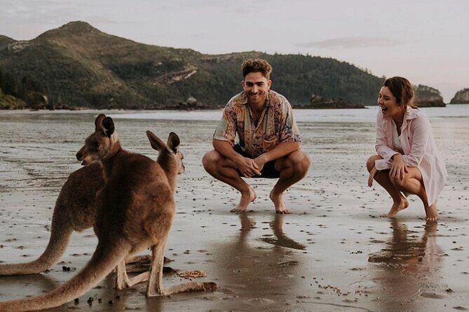 Kangaroos on the Beach Full-Day Private Tour Departing Mackay - The Sum Up