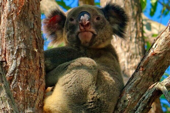 Kangaroos, Rainforest & Waterfalls Experience - Small Group - Discover the Unique Wilderness of Springbrook and Gondwana Rainforests