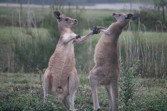 Kangaroos, Rainforest & Waterfalls Experience - Small Group - Exploring the Tour Itinerary in Detail