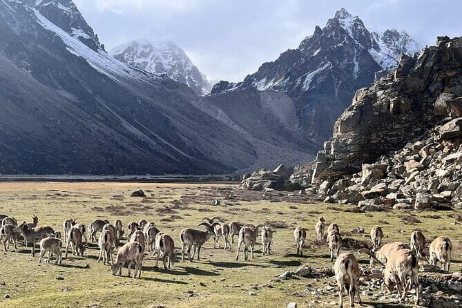 Kangchenjunga Circuit South and North Base Camp Trek - Frequently Asked Questions