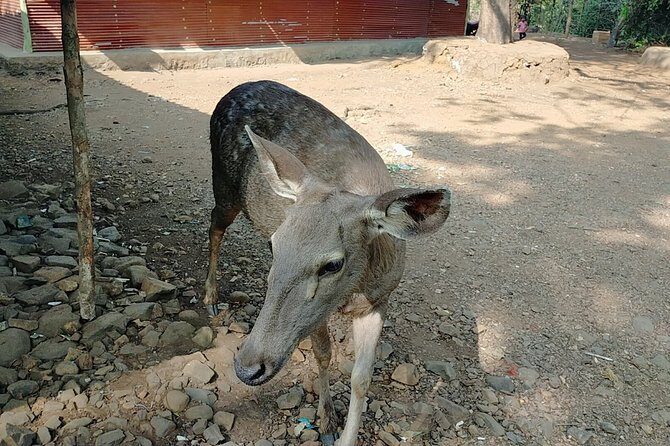 Kanheri Cave with Global Vipassana Pagoda Tour in Private Vehicle - Practical Tips for Travelers