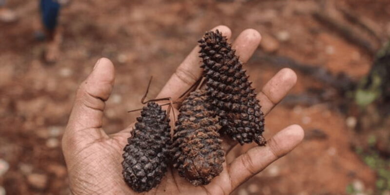 "Kanneliya Forest Discovery: Guided Nature Expedition" - The Sum Up